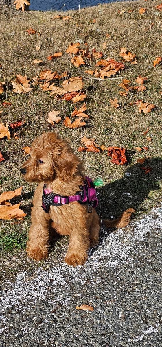 Goldendoodle puppy sitting among autumn leaves