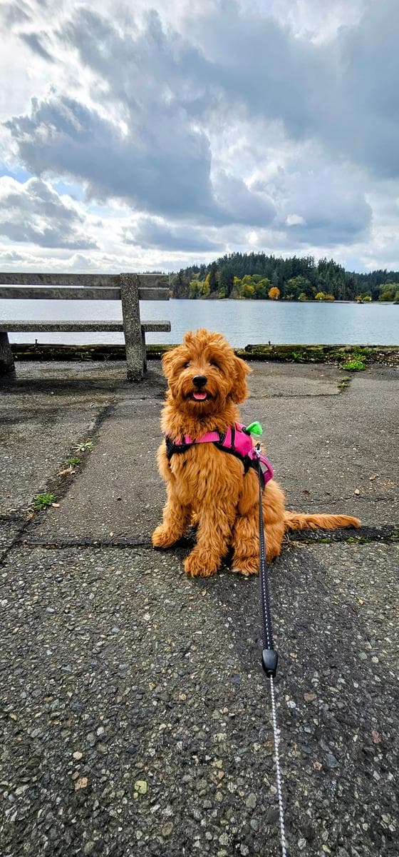 Goldendoodle puppy smiling at the lake