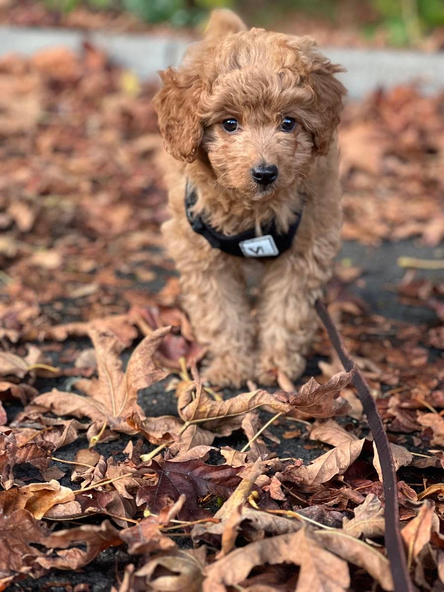 Goldendoodle puppy in a harness walking through fall leaves