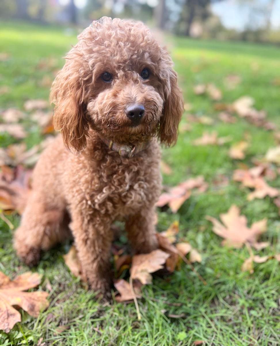 Grown Petite & Miniature Goldendoodle at the park
